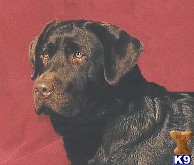Stud Dogs - Labrador Retriever