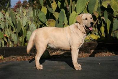 Labrador Retriever Puppies for Sale