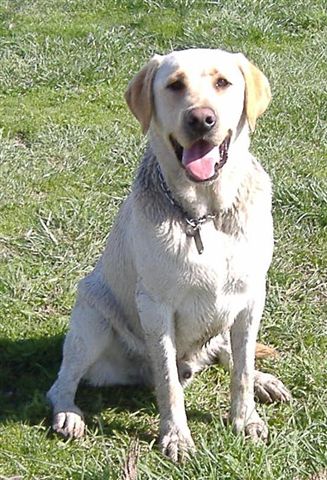 Stud Dogs - Labrador Retriever