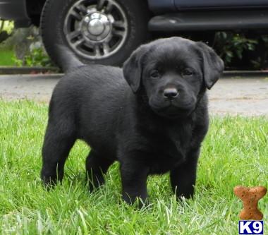 Labrador Retriever Puppies on California Labrador Retriever Puppies