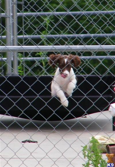 English Springer Spaniel Puppies for Sale