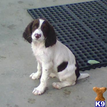 English Springer Spaniel Puppies for Sale