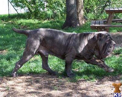 Stud Dogs - Neapolitan Mastiff