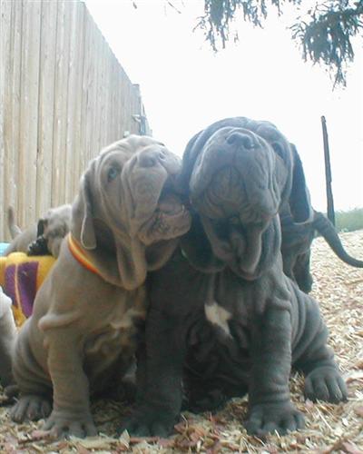 Neapolitan Mastiff Puppies for Sale