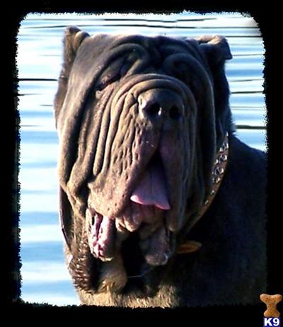 Neapolitan Mastiff Puppies for Sale