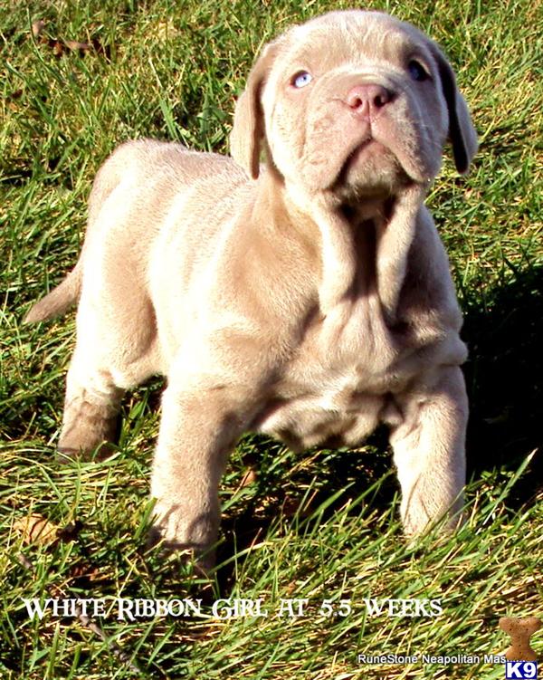 Neapolitan Mastiff Puppies