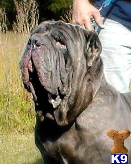 Stud Dogs - Neapolitan Mastiff