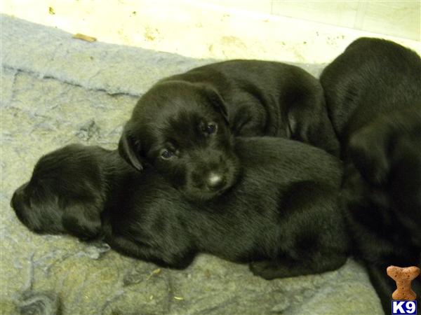 Puppies in AR