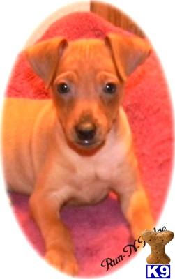Puppies in AR