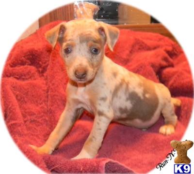 Puppies in AR
