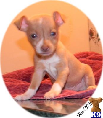 Puppies in AR