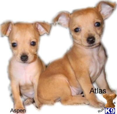 Puppies in AR