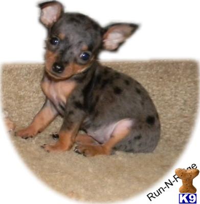 Puppies in AR