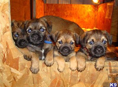 Border Terrier Puppies for Sale