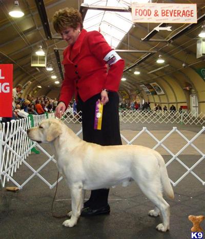 Stud Dogs in WI