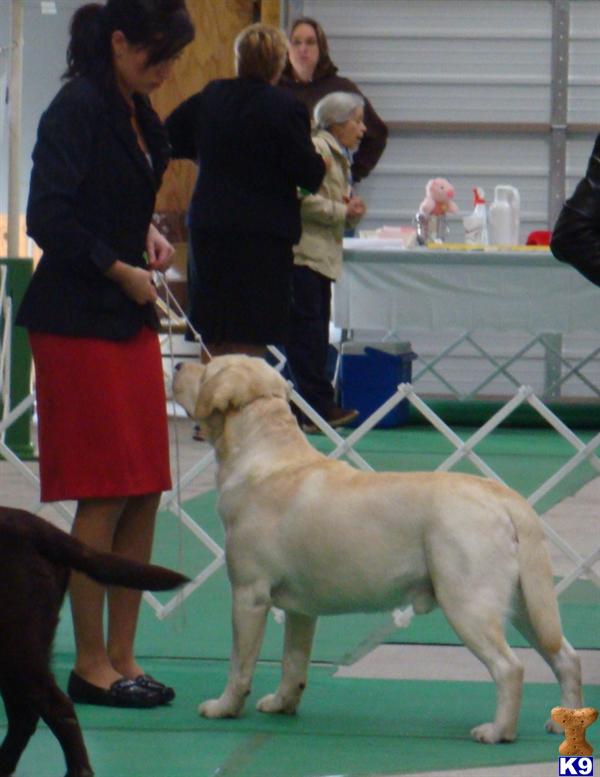 Stud Dogs in WI