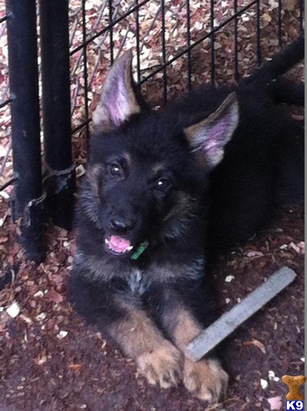 German Shepherd Puppies in FL