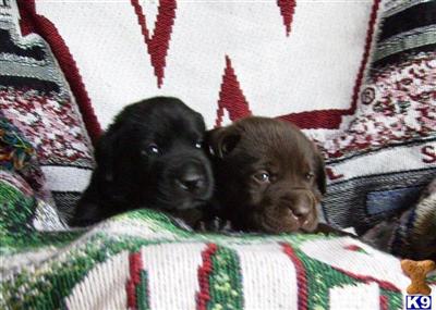 Puppies in WI