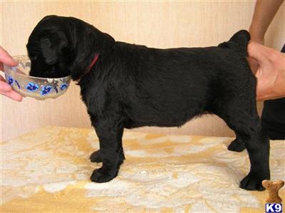 Black Russian Terrier Puppies