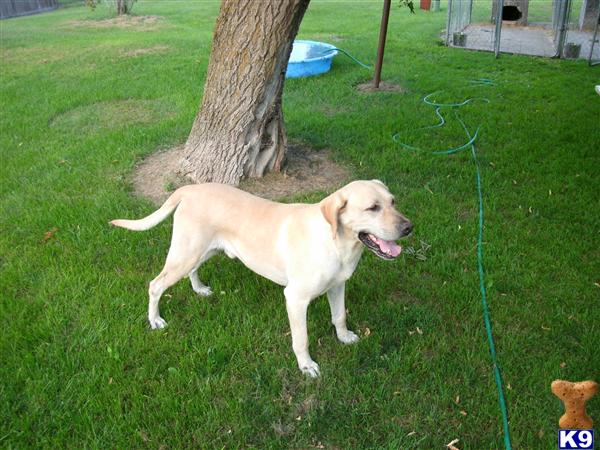 Stud Dogs in MI