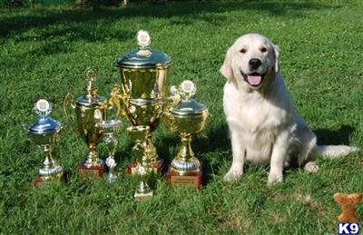 Stud Dogs in MS