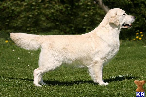Stud Dogs in MS