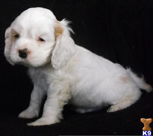 cocker spaniel puppies for sale ohio dogs and puppies for sale in ohio gun breeder rachael edwards cocker spaniel puppies for sale ohio dogs and puppies for sale in ohio gun breeder rachael edwards
