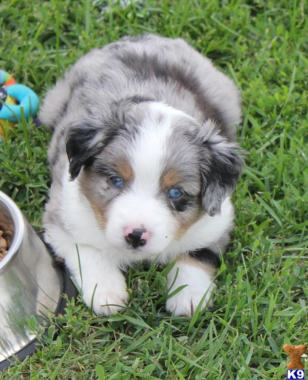 Miniature Australian Shepherd Puppies Miniature Australian Shepherd Puppies