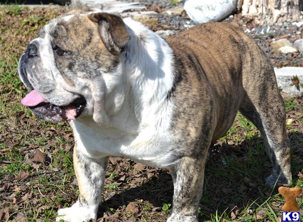 Stud Dogs - Bulldog