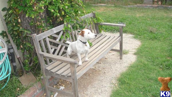 Stud Dogs - Jack Russell Terrier