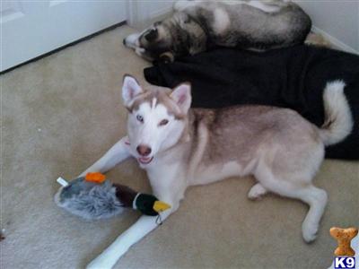 Stud Dogs - Siberian Husky