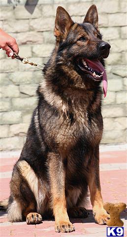 Stud Dogs - German Shepherd