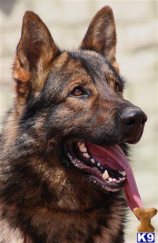 Dogs - German Shepherd