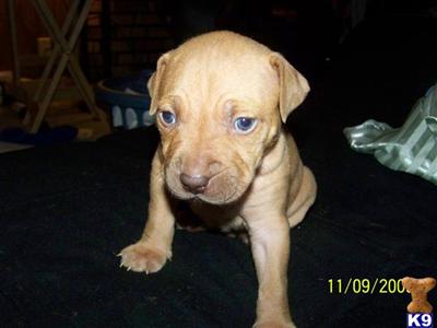 Puppies in OR
