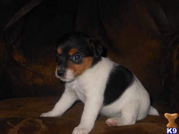 Jack Russell Terrier Puppies