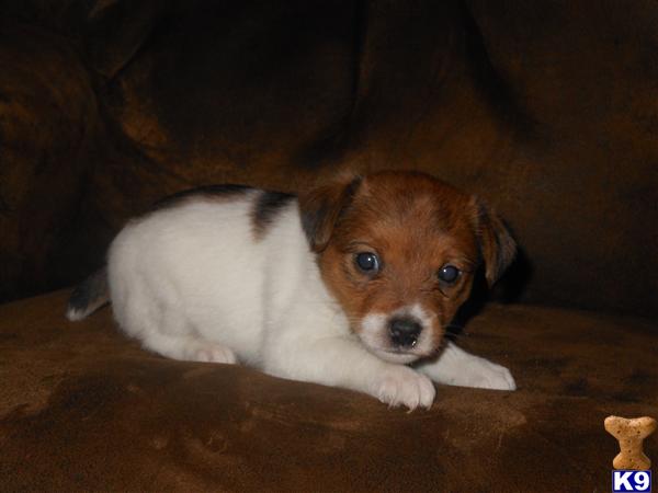 Jack Russell Terrier Puppies