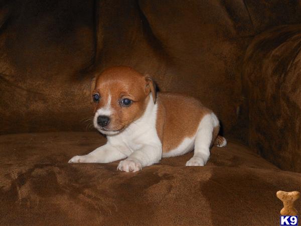 Jack Russell Terrier Puppies