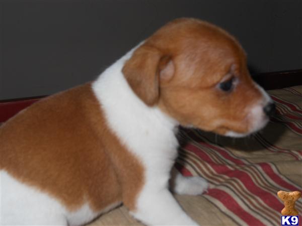 Jack Russell Terrier Puppies