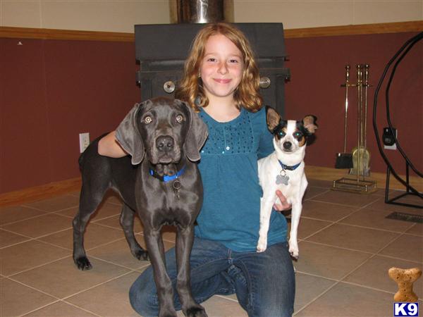 Female Dogs
