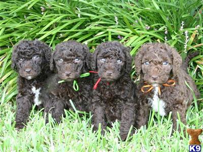 Labradoodle Puppies for Sale