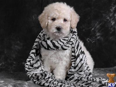 Goldendoodles Puppies for Sale