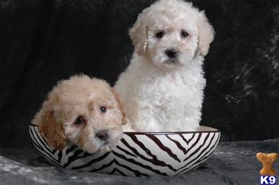 Puppies in Dallas