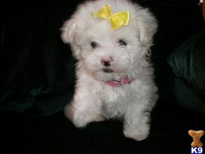 Puppies in MT
