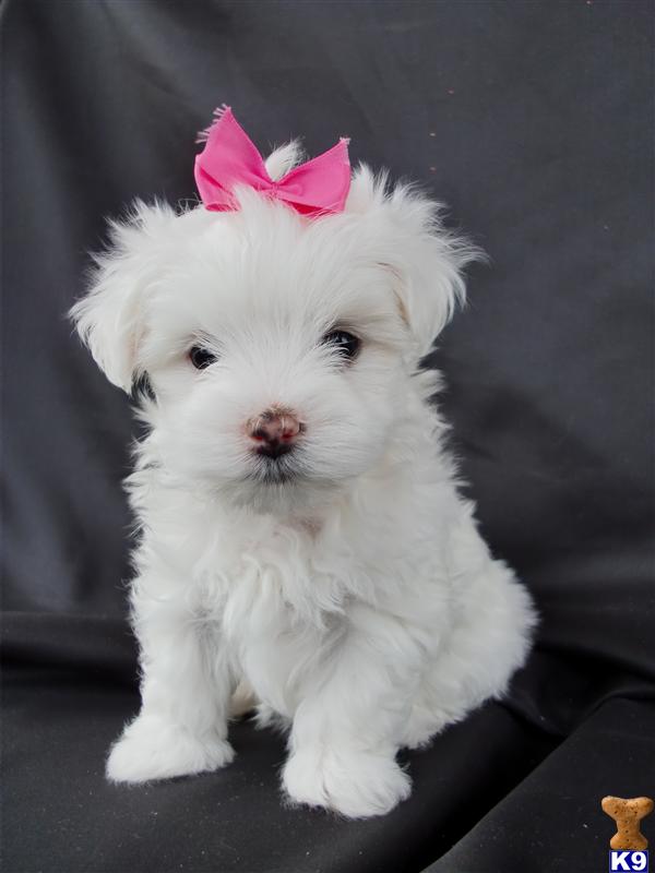 Puppies in MT