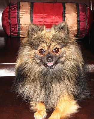 Stud Dogs - Pomeranian