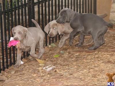 Weimaraner Puppies