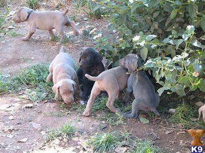 Weimaraner Puppies for Sale