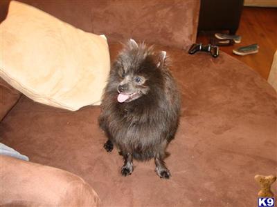 Dogs - Pomeranian