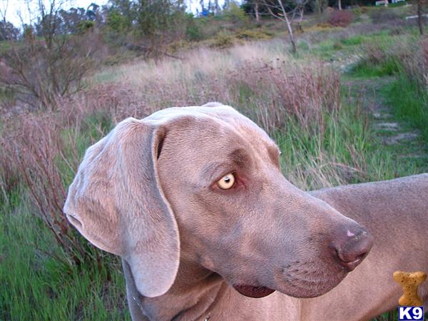 Dogs for Sale in CA