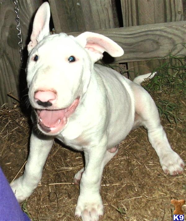 Bull Terrier Puppies in TX